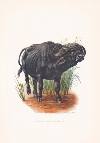 1960 cape buffalo print - 1960,